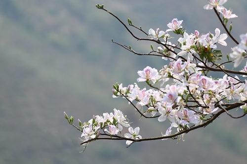 Son La se tiñe del blanco de flores de Bauhinia variegata