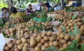 Plantaciones de frutas de alto valor en Hanói