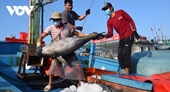 Japón, mayor importador de productos pesqueros de Vietnam