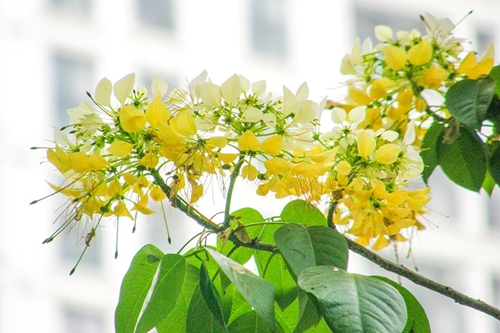 Flor de Bun distintiva y vibrante adorna Hanói