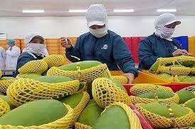 Exportaciones de frutas y verduras de Vietnam aumentan fuertemente