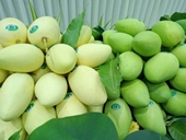 Vietnam es el tercer exportador de mango a Corea del Sur