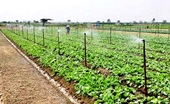 Hanói promueve áreas agrícolas concentradas