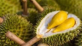 El durián Ri6 de Vietnam ya está disponible en Reino Unido