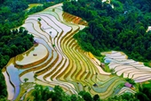 Impresionante la belleza de campos de arroz aterrazados en Sa Pa