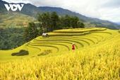 La belleza de los campos de arroz de Mu Cang Chai