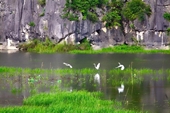 La conservación de los humedales en Vietnam es crítica para la biodiversidad y el equilibrio ecológico