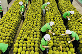 Las exportaciones vietnamitas de frutas y hortalizas alcanzarán los 4000 millones de dólares este año
