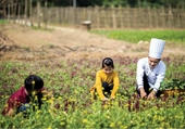 Ceremonia de apertura del programa para descubrir los modelos de Farmstay en Vietnam