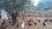 Vietnam amplía los mercados de exportación de productos avícolas