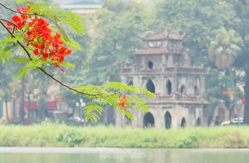 Hanói brillante con flor de flamboyán