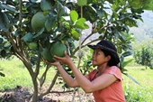 El pomelo de Ninh Thuan recibe luz verde para entrar en el mercado estadounidense