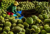 La Fiesta de la Fruta de Long Khanh se celebrará del 15 al 23 de junio