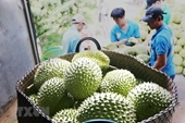 Exportaciones de durián de Vietnam alcanzan récord