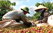 Exportaciones de café de Vietnam alcanzarán más de cuatro mil millones de dólares