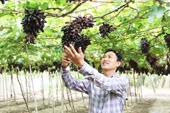 Provincia de Ninh Thuan desarrolla una nueva variedad de uva