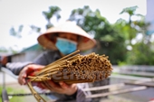Aldea vietnamita preserva oficio centenario de elaboración de incienso