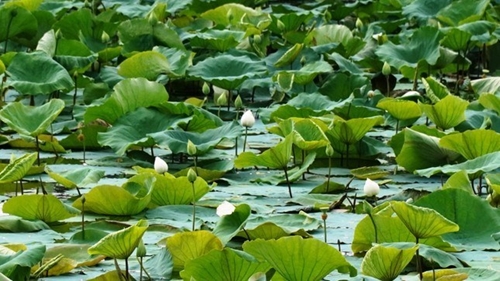 Temporada de loto blanco en el lago Tinh Tam