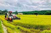 Hanói promueve regiones productoras de arroz para la exportación