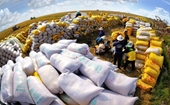 Vietnam sigue siendo el mayor proveedor de arroz de Filipinas