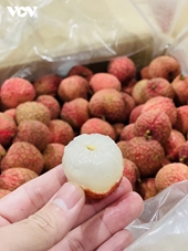 Los lichis vietnamitas se afianzan en el mercado Australia