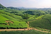 Provincia de Phu Tho desarrolla productos de té ecológico