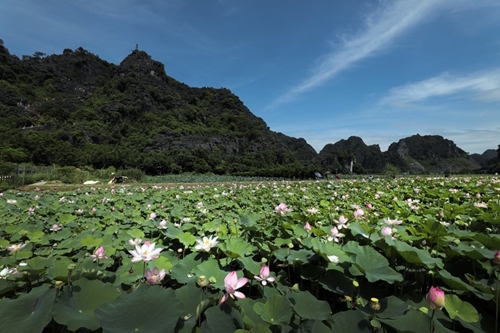Impresionantes campos de lotos en Ninh Binh