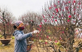El cultivo de flores de durazno saca de la pobreza a la comuna de Van Tao