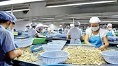 Grandes expectativas en las exportaciones de anacardo vietnamita
