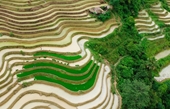 Terrazas de arroz llenas de agua en provincia montañosa de Vietnam