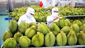 Exportaciones de productos agrícolas, forestales y acuícolas de Vietnam logran un valor impresionante a nivel mundial