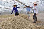 Exportaciones de café vietnamitas alcanzaron 1,2 millones de toneladas durante los 8 meses de 2023