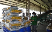 Precios de arroz vietnamita de exportación se mantienen en nivel más alto del mundo