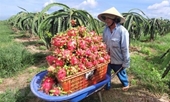 Exportación de pitahaya vietnamita al Reino Unido sigue con normalidad