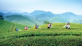 El turismo comunitario asociado a cultura del té en Thai Nguyen