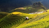 Los mejores destinos para ver el arroz maduro en otoño