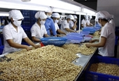 Productos agrícolas vietnamitas profundizan su participación en la cadena de suministro mundial