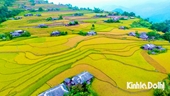 Explorando la tentadora temporada de maduración del arroz en el noroeste de Vietnam