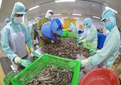 Vietnam, séptimo mayor proveedor de productos pesqueros para China