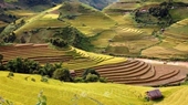 Buscan convertir terrazas de arroz en producto turístico único del Noroeste de Vietnam