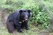 Inauguran Centro de rescate de osos en provincia vietnamita
