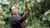Eficacia del proyecto para promover la producción y el comercio sostenibles de pimienta vietnamita
