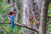 Parque Nacional de Tram Chim reserva de las aves más raras de Vietnam