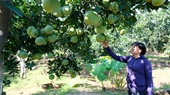 Hanói fija como meta convertirse en una zona clave de pomelos en el país