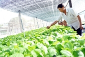 Ba Ria - Vung Tau desarrolla la agricultura de alta tecnología en una dirección sostenible
