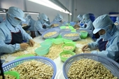 Industria vietnamita de anacardo avanza para mantener primer puesto mundial