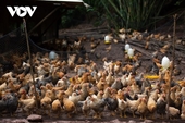 Crianza de pollo Tien Yen modelo económico exitoso de los agricultores de Ha Lau