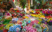 Hanói instalará 83 mercados de flores de primavera en vísperas del Tet