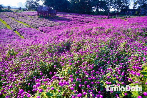 El jardín de ensueño de la flor Amaratoide atrae a numerosos habitantes de Hanói