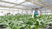 La agricultura continúa siendo sector clave para la economía de Hanói